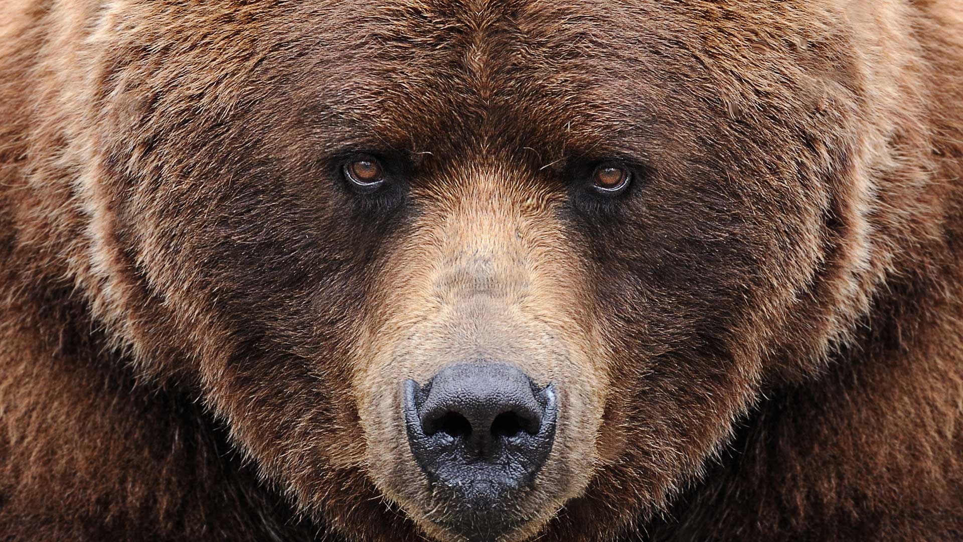 Vignette du projet Bearideas